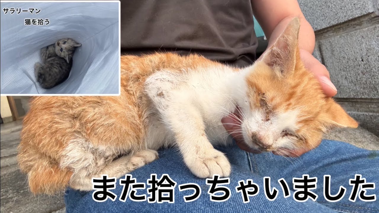 サラリーマン猫を拾う　まさかの2匹目