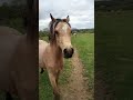 Poulain welsh part-bred 