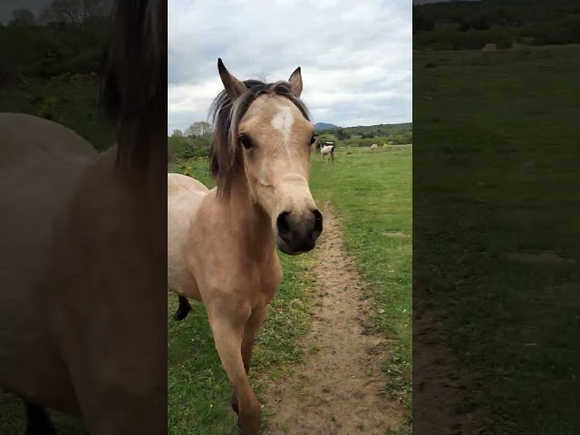 Poulain welsh part-bred 