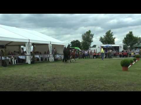 Sudweyher Fohlenschau 2012 - Kat.-Nr. 51