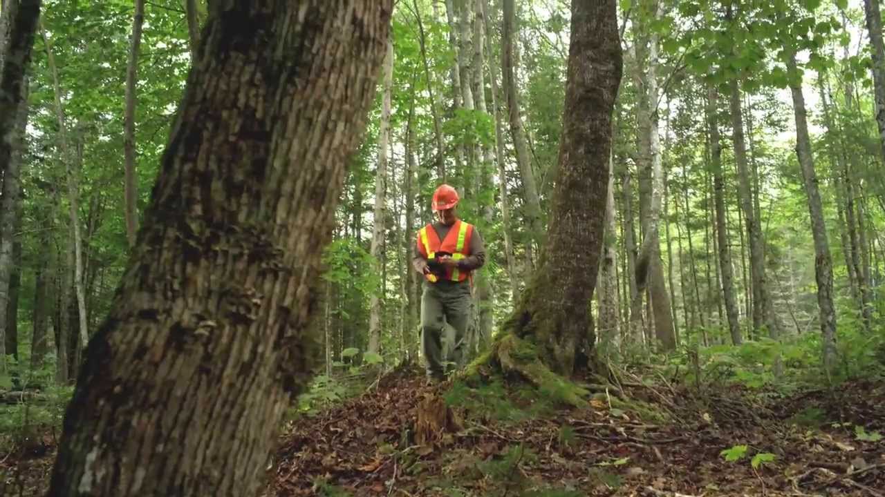 From Seed to Shelf - Our Forestry Value Chain