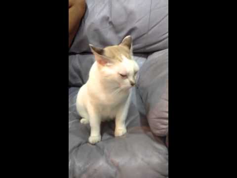 Cat- Snowy listens to Kirtan sung by Jaspreet