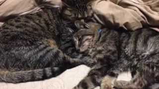 Shonen Knife 「Like A Cat」 日本語バージョン