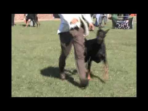 dca specialty 394 puppies - junior -winners dog