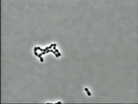 comment traiter streptococcus agalactiae