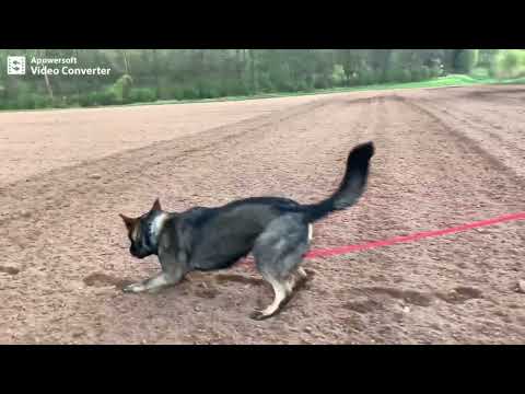 Anita Wiki Isabela - Tracking