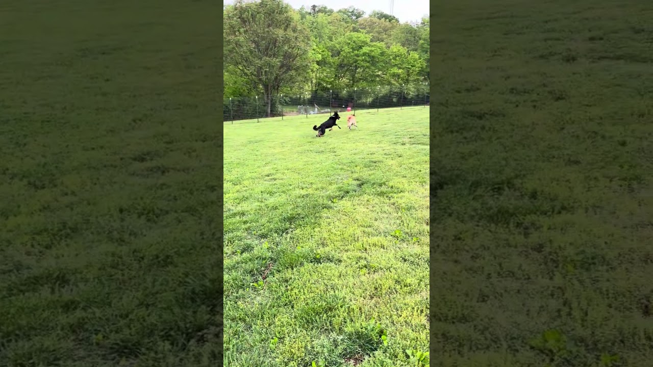 Enlarge Nova, a Adoptable mixed breed in Spring Hill, TN video 6/6