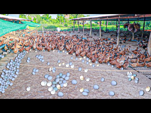 Ducks Raising Method  - Farm Raised 10 Thousand Ducks And Produce 10 Thousand Of Eggs Everyday