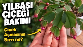 Yılbaşı Çiçeği Bakımı 🌸 Çiçek Açmasının Sırrı Ne? Benimki Tomurcuklandı! 🌿