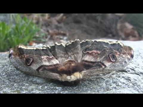 Valgrande da Colloro al bivacco Alpe della Colma