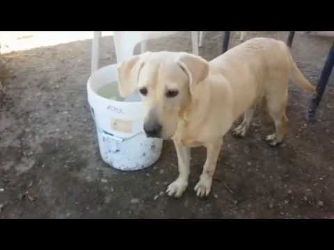 Cachorrita DAIRA 💘 El Refugio Escuela