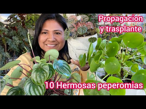 , title : '10 Hermosas Peperomias: Cuidados, trasplante y propagación'