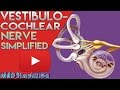 Vestibulocochlear Nerve Anatomy SIMPLIFIED