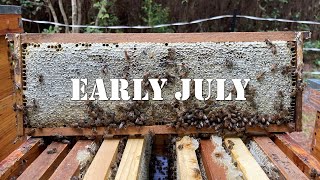Early July | #colesfarmnc #jacksonvillenc #beekeeping