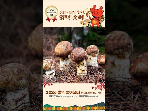 14년 연속 전국 1등? 송이버섯 끝판왕이라는 이곳 #영덕송이