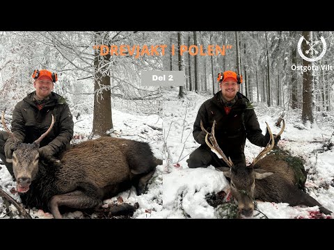 Drevjakt i Polen, del 2 | Driven hunt in Poland | Östgöta Vilt | Jakt |