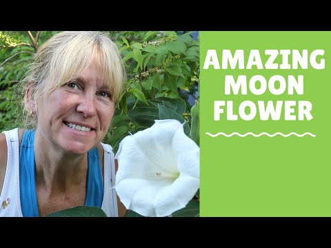 Giant Bloom, Gigantic Fragrance!!! The Moonflower will Attract Night Pollinators