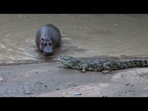 Crocodile vs Hippo : Who Would Win?