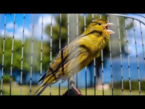 The most PLEASANT Canary training song