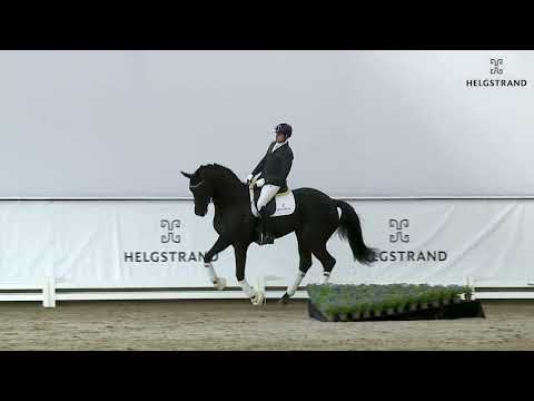 Forever Love by Fair Game / Destano - stallion born 2018 (ENG)