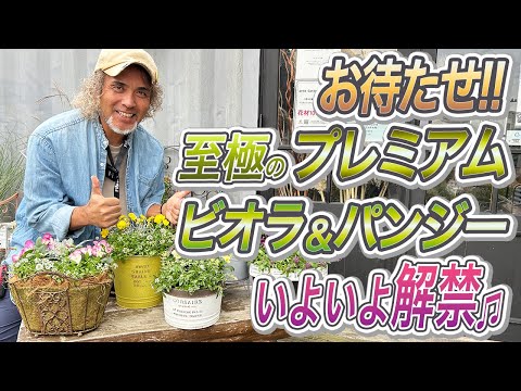 パーゴラに適したつる性の植物はどれですか?高く成長する美しい花を咲かせる7つの品種  庭園