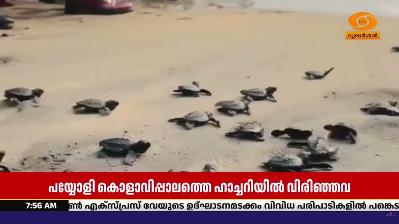 കോഴിക്കോട് പയ്യോളി കൊളാവിപ്പാലത്തെ ഹാച്ചറിയിൽ വിര?