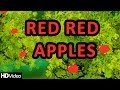 Red Red Apples - Nursery Rhymes | Learning English Preschool Rhymes For Children