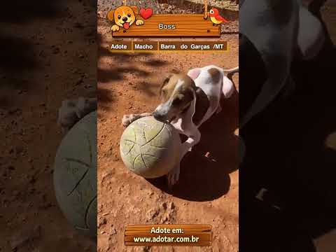 Vídeo de Boss