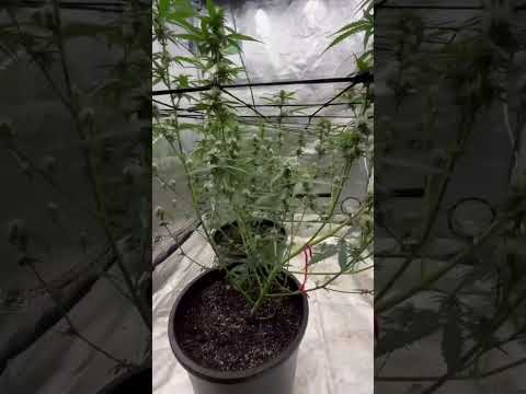 Blue Dream Autoflowers Follow along keep it simple!