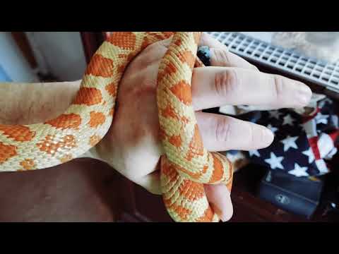 Nova, gopher-corn snake hybrid