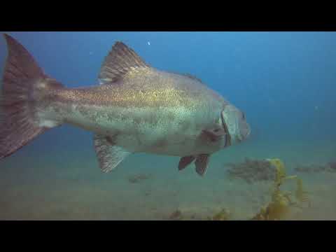 Anacapa Island Scuba Diving - HUGE Sea Bass