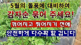 [텃밭농부 1,854]  5월의 돌풍에도 견디도록 감자줄기를 단단히 묶어 주는 방법. #감자재배