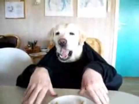 狗頭人身!!(原發表者:iouniky6888)(影片)