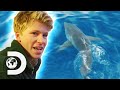 Robert Irwin Swims With Great White Sharks For The First Time! | Crikey! It's Shark Week