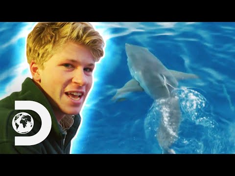 Robert Irwin Swims With Great White Sharks For The First Time! | Crikey! It's Shark Week