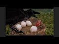 La Isla Misteriosa HD Película Más Vista En Castellano Peliculas Completas En Español
