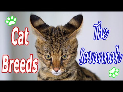 CAT BREEDS (The Savannah) Identify Top 10 Longest Living Cats & Kittens info