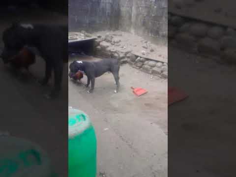 La pelea del siglo "El Yeiko vs El pollo jr