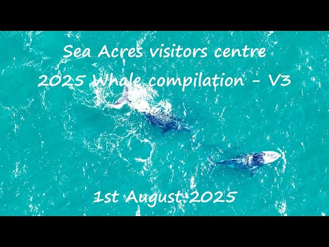 Sea Acres Visitors Centre 2025 Whale Season compilation - V3 - 1st August 2025
