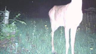 Jandek - Quite Nonchalant (1982)