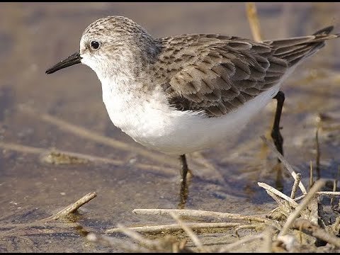 try to hear this Little stint