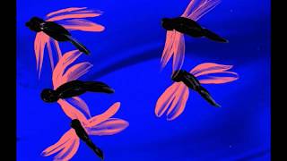 My Brightest Diamond - Dragonfly