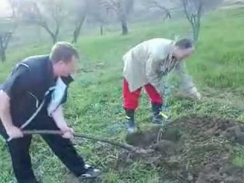 sadnja maslina u slavoniji matino brdo