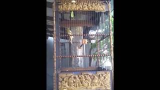 Download lagu Kenari NewMotorik@RingRoad mp3 Download lagu Kenari NewMotorik@RingRoad mp3