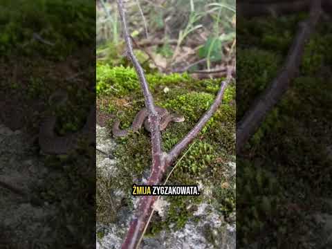 5 Polskich węży, które musisz znać! 🐍 #wąż