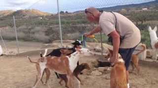 Podenco Friends - Raine