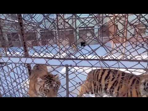 Common Name Siberian Tiger  Scientific Name Panthera tigris altaica
