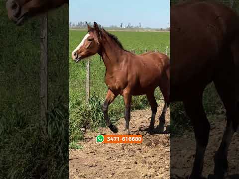 Potranca cuarto de milla rabicana $1.600.000 LOSEQUINOS.COM