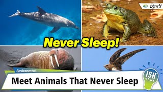 Meet Animals That Never Sleep