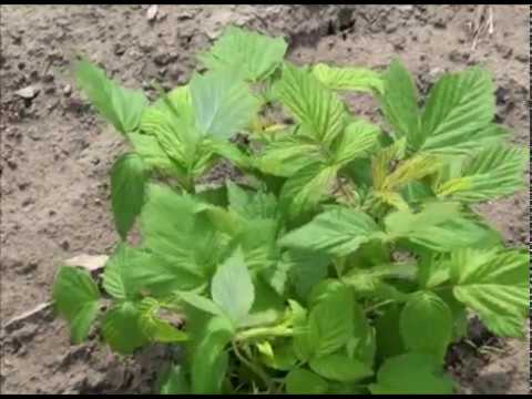 Banatska zemlja pogodna za uzgoj malina